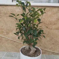 گل بنسای جیسینگ