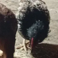 جوجه خروس محلی