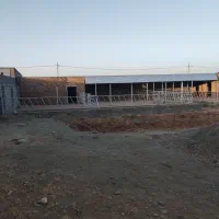 گاوداری مود|فروش زمین و ملک کلنگی|مود, |دیوار