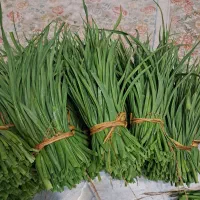 برگ سیر محلی پیربازار