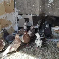 کبوتر پرشی ساعت سنگین گلچین شده