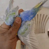 مرغ عشق رینبو درجه یک|پرنده|آبادان, |دیوار