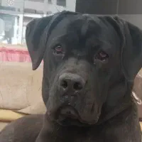 توله کنکورسو فول کیفیت