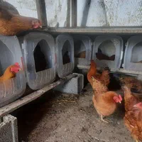 تخم مرغ محلی|خوردنی و آشامیدنی|رشت, پسیخان|دیوار