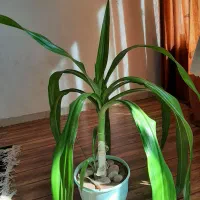 گل برگ موزی