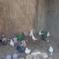 فروش تعدادی کبوتر|پرنده|اصفهان, اندوان|دیوار