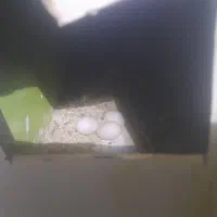 عروس هلندی|پرنده|شهرآباد, |دیوار