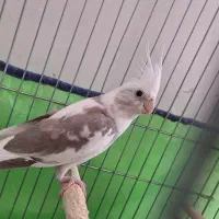 عروس هلندی آلبینو دوکت ماده