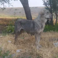 سگه ماده گمشده|حیوانات|زنجان, |دیوار