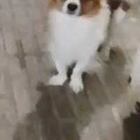 پامرین روباهی نر(پنج ملیون)|سگ|قرچک, پویینک|دیوار