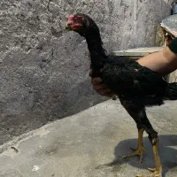 خروس لاری