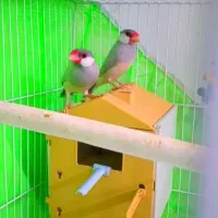 جفت نر ماده نرگس|پرنده|مشهد, کوی دروی|دیوار