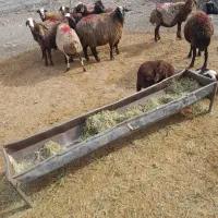 میش بره بز میش آبستن|حیوانات مزرعه|کنگاور, |دیوار