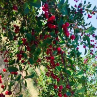 آلبالو.         ارسال درب به منزل
