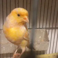 قناری قناری جفتی سهره اماده