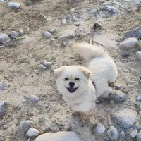 سگ پامر اشپیتز پاکوتاه