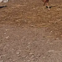 خروس لاری به همراه چند تا مرغ و جوجه لاری|حیوانات مزرعه|اردبیل, |دیوار