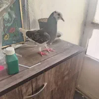 کفتر