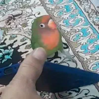 طوطی کوتوله برزیلی