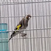 سهره بچ امسال زیر دهن لر