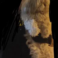 سگ شیتزو نر و گربه پرشین ماده