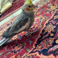 عروس هلندی|پرنده|رشت, گلسار|دیوار