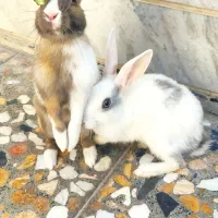 دو عدد خرگوش نر و ماده