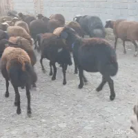 ۳۷ راس گوسفند آبستن جوان سنو شده تضمین|حیوانات مزرعه|گنبد کاووس, |دیوار