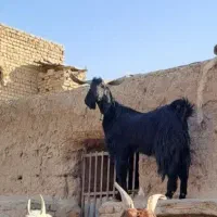 دوبر۳ساله|حیوانات مزرعه|قنوات, |دیوار