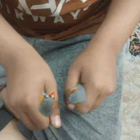 پرنده فنج زبرا