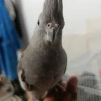 عروس هلندی بالغ|پرنده|گنبد کاووس, |دیوار