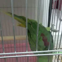 شاه طوطی ۵ماهه رام ودستی