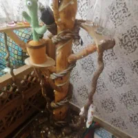 درختچه تزئینی|صنایع دستی و سایر لوازم تزئینی|تهران, طیب|دیوار
