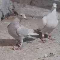 الماسی بدون خط