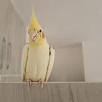 عروس هلندی خاص و کمیاب