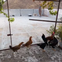 گلین|حیوانات مزرعه|پاوه, |دیوار