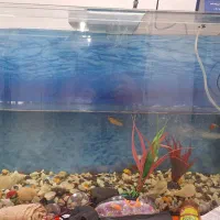 آکواریم بزرگ شیشه ای|ماهی|بوشهر, |دیوار