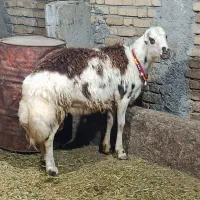 قوچ‌میش برقوچ
