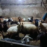 فروش دام|حیوانات مزرعه|شاهرود (اردبیل), |دیوار