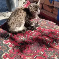 گربه ملوس وزرنگ باهوش|گربه|ارومیه, |دیوار