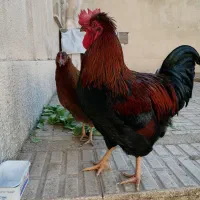 فروش یک خروس خاص|حیوانات مزرعه|هشتگرد, فاز ۱ مهستان|دیوار