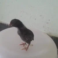 جوجه‌ لاری اوشامو