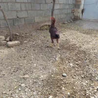 جوجه مرغ و خروس لاری ۶ماه|حیوانات مزرعه|تربت جام, میان جام|دیوار