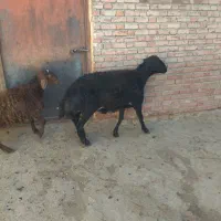 فروشی|حیوانات مزرعه|محمدبار, |دیوار