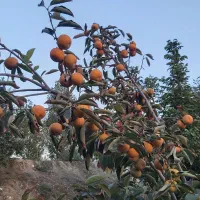 فروش خرمالو سردرختی|عمده‌فروشی|کردکوی, |دیوار