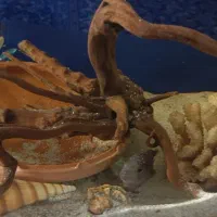 چوب آبنوس خوشگل