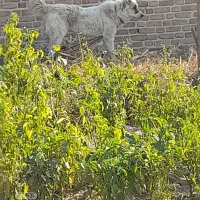 سگ نژاد افغان جوان گله ونگهبان|سگ|کوهسار (البرز), |دیوار