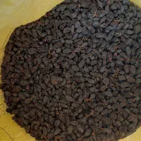 مویز سیاه گوشتی دشمن زیاری|خوردنی و آشامیدنی|شیراز, قصرالدشت|دیوار