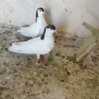 کبوتر رنگه و جفتگاه