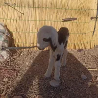 حیوانات مزرعه|حیوانات مزرعه|اقلید, |دیوار